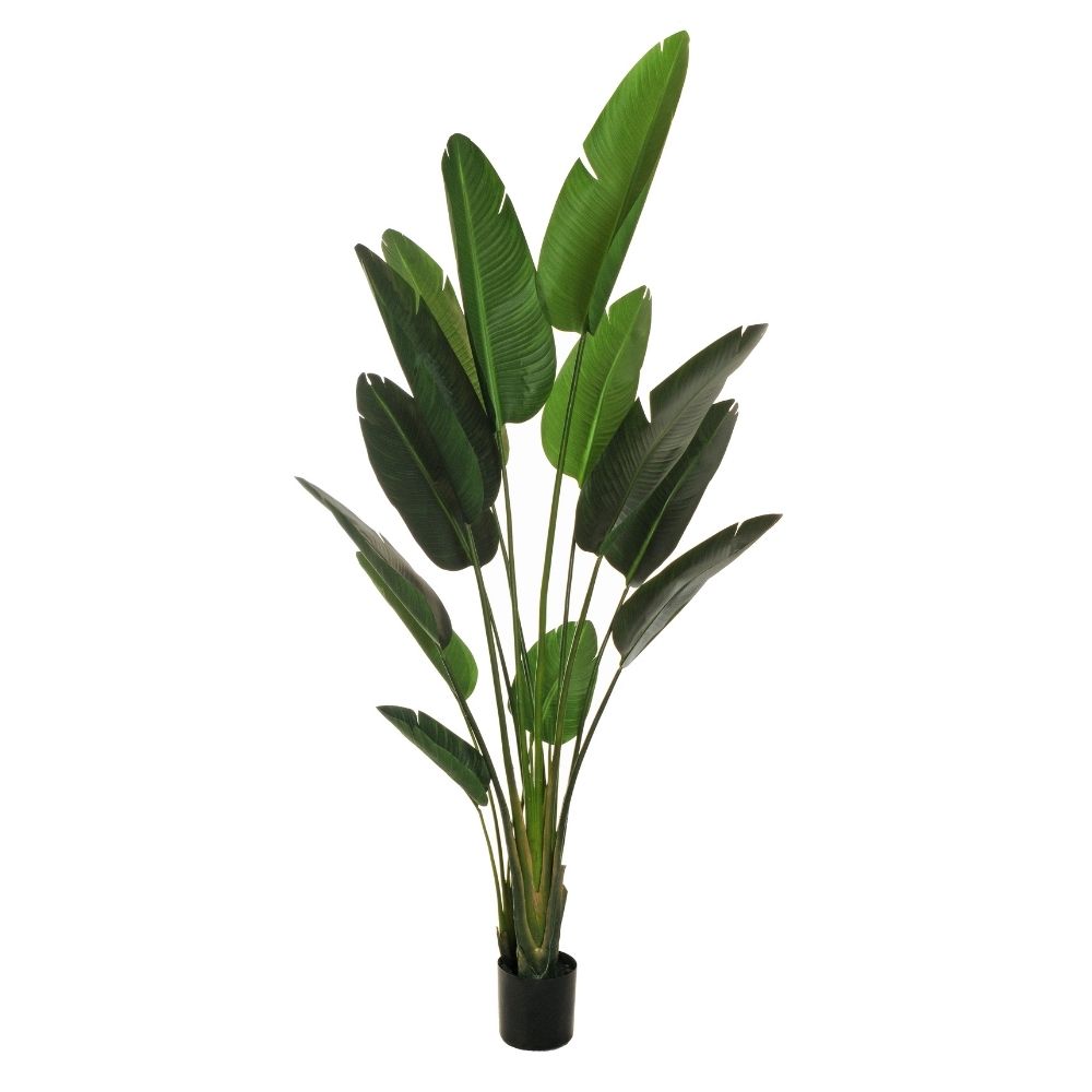 piante-cf-design-24-030