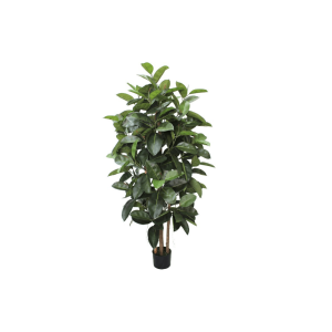 FICUS ELASTICAH180 VASO DM20